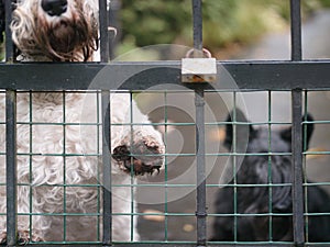 Dogs Locked Behind Fence