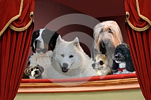 Dogs in the loge of an old theater photo