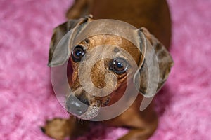 Dogs look up curiously