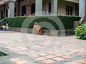 Dogs looking for food in park,Pet is cute,Behind is a Thai building.,At Sri Nakhon Khuean Khan Park and Botanical Garden in Bangko