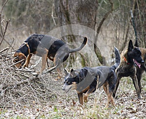 Dogs loose in a forest photo