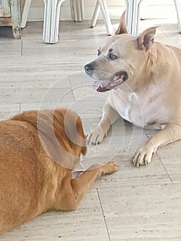 Dogs lying on floor