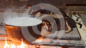 Dogs lying next to cooking fire in Sa Pa valley photo