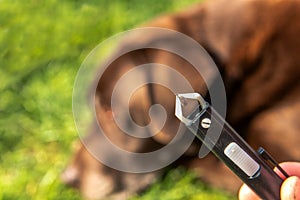 Dogs and medical helpe tick