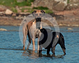 Dogs meet on the beach