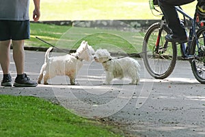Dogs meet in the park during walk
