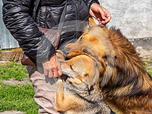 The dogs meet their mistress, who has returned home. Dogs hug a woman, showing their joy