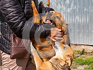 The dogs meet their mistress, who has returned home. Dogs hug a woman, showing their joy