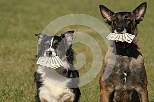 Dogs with money