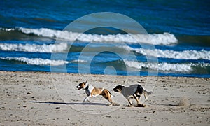 Dogs on Montrose Dog Beach