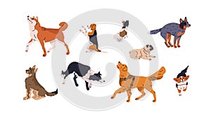 Dogs in motion set. Different canine breeds. Obedient doggies, puppies. Active hounds, corgi, akita inu, border collie