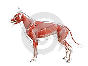 The dogs muscle system