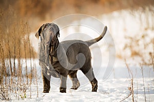 Dogs Neapolitan mastiff