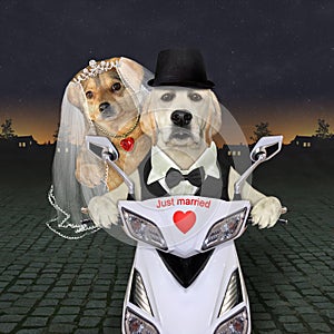 Dogs newlywed riding white motorcycle 2