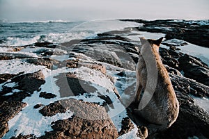 Dogs on northshore at Barents Sea