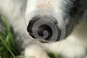 Dogs nose