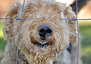 Dogs nose through fence