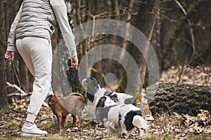 Dogs obeying owner commands photo