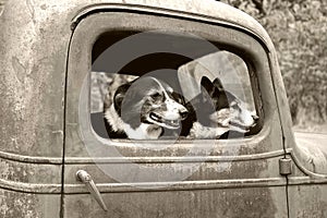 Dogs in old truck