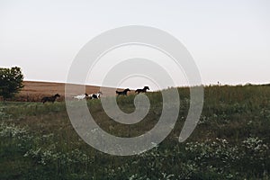 Dogs out roaming in open area outdoor