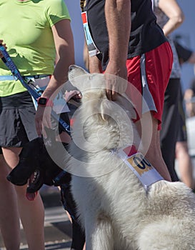Dogs and owners at marathon start