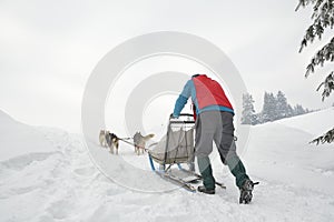 Dogs participating in the Dog Sled Racing Contest