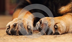 Dogs paws photo