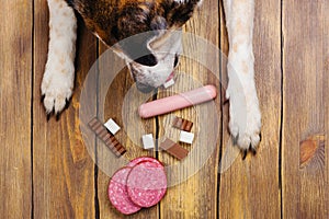 Dogs paws and neb and heap of forbidden dogs meal on wooden background photo