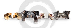 Dogs Peeking Eyes and Paws Over White Web Banner