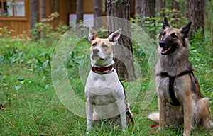 Dogs perform the command to sit