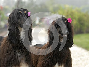 Dogs pets Afghan Hound photo