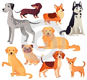 Dogs pets character. Labrador dog, golden retriever and husky. Cartoon vector isolated illustration set