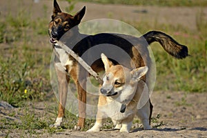 Dogs play with each other. Corgi pembroke