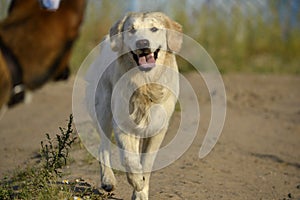 Dogs play with each other. Labrador retriever.