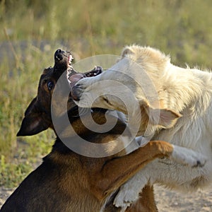 Dogs play with each other. Labrador retriever.