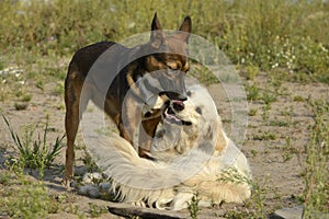 Dogs play with each other. Labrador retriever .