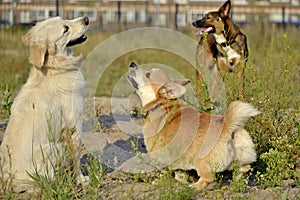 Dogs play with each other. Labrador retriever . Corgi pembroke