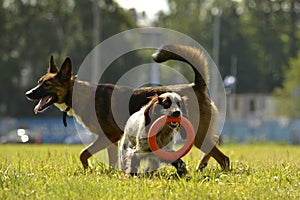 Dogs play with each other. Merry fuss puppies. Young dog education, cynology, intensive training of dogs.