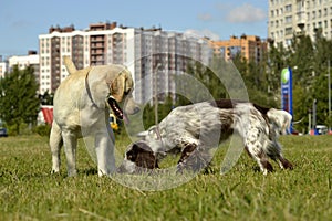 Dogs play with each other. Merry fuss puppies. Young dog education, cynology, intensive training of dogs. Young energetic dog on