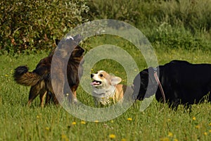 Dogs play with each other. Puppy Corgi pembroke. Merry fuss puppies. Aggressive dog. Training of dogs. Puppies education, cynolog