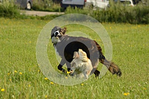 Dogs play with each other. Puppy Corgi pembroke. Merry fuss puppies. Aggressive dog. Training of dogs. Puppies education, cynolog