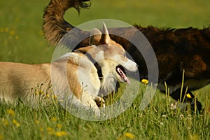 Dogs play with each other. Puppy Corgi pembroke. Merry fuss puppies. Aggressive dog. Training of dogs. Puppies education, cynolog