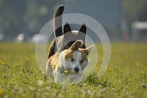 Dogs play with each other. Puppy Corgi pembroke. Merry fuss puppies. Aggressive dog. Training of dogs. Puppies education, cynolog