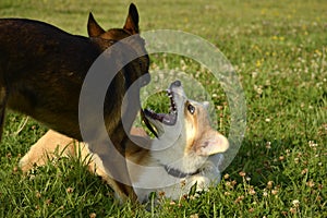 Dogs play with each other. Puppy Corgi pembroke. Merry fuss puppies. Aggressive dog. Training of dogs. Puppies education, cynolog