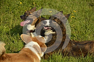 Dogs play with each other. Puppy Corgi pembroke. Merry fuss puppies. Aggressive dog. Training of dogs. Puppies education, cynolog