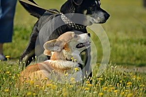 Dogs play with each other. Puppy Corgi pembroke. Merry fuss puppies. Aggressive dog. Training of dogs. Puppies education, cynolog