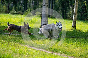 Dogs play with each other. Siberian husky.