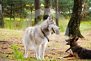 Dogs play with each other. Siberian husky.