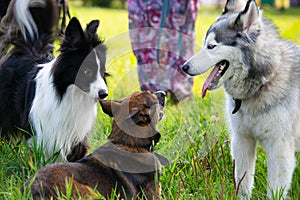 Dogs play with each other. Siberian husky. Border Collie