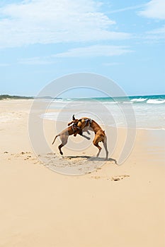 Dogs play fighting on the beach